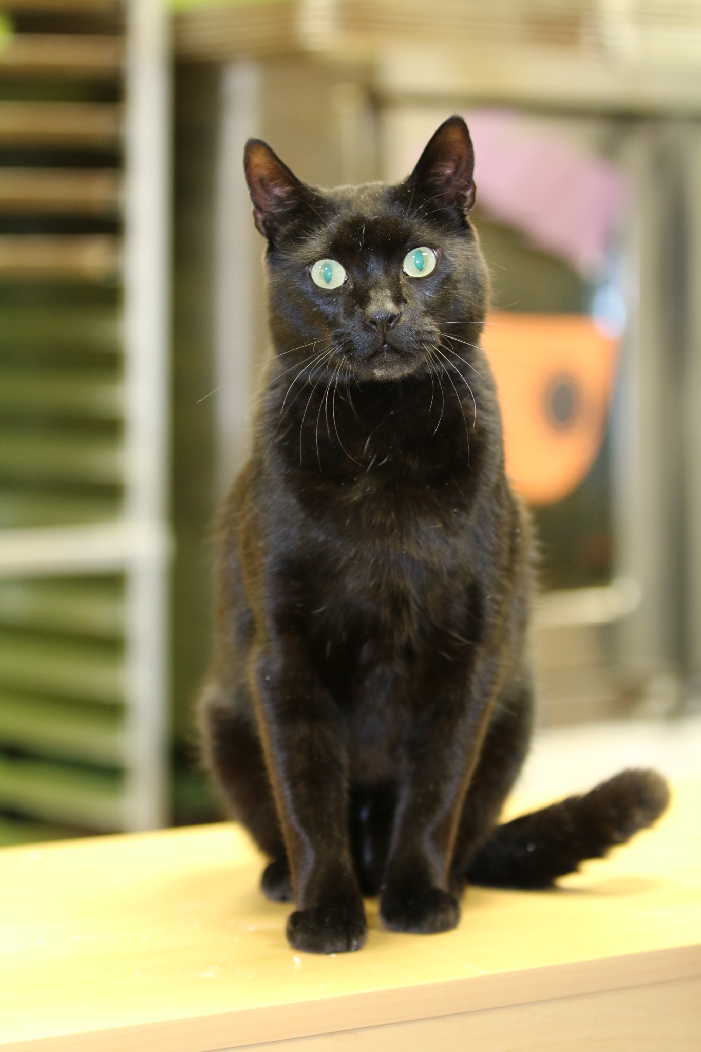 Andrew the fearless black cat with green eyes sitting proudly