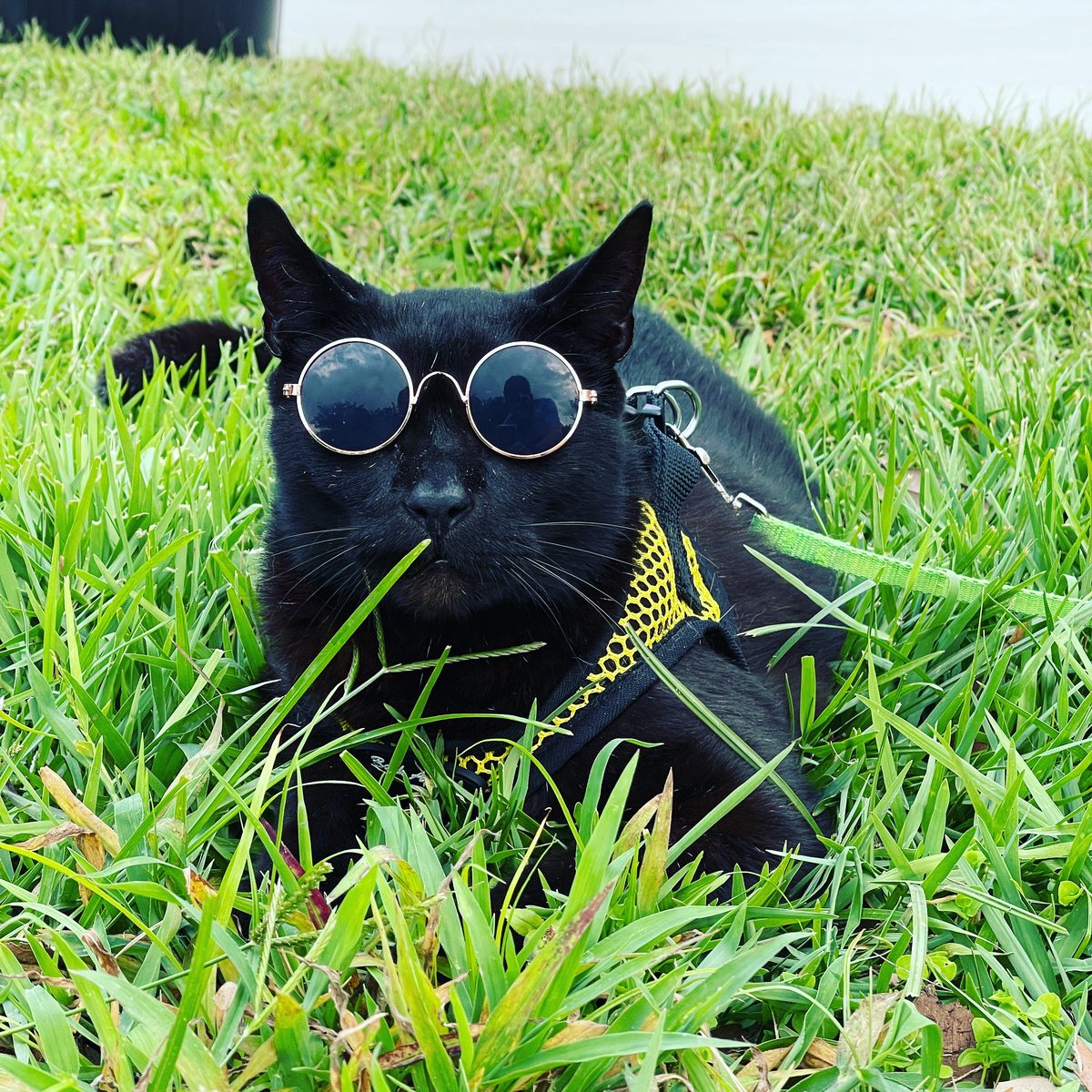 Andrew in his round sunglasses, lounging in the grass