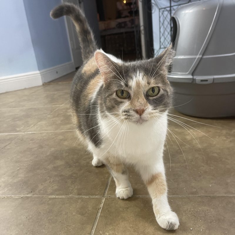 Bella