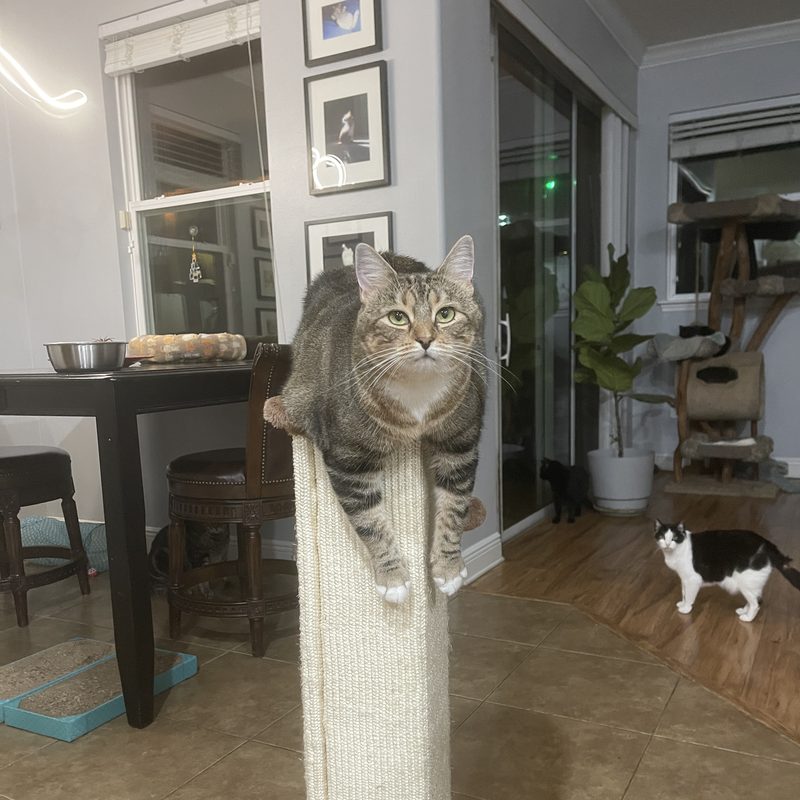 Ella