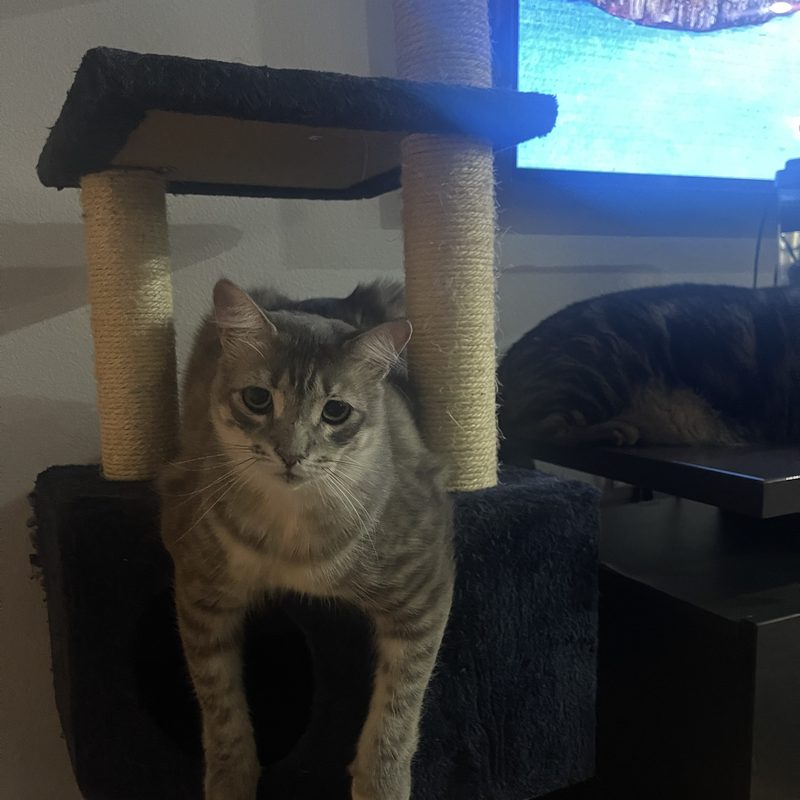 Gracie