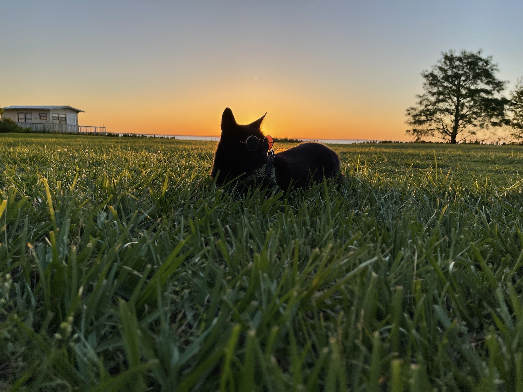 Andrew lying in the grass at sunset