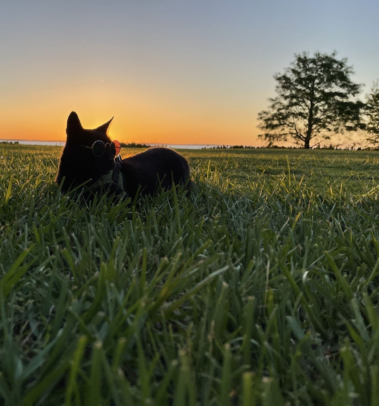 Andrew lying in the grass at sunset
