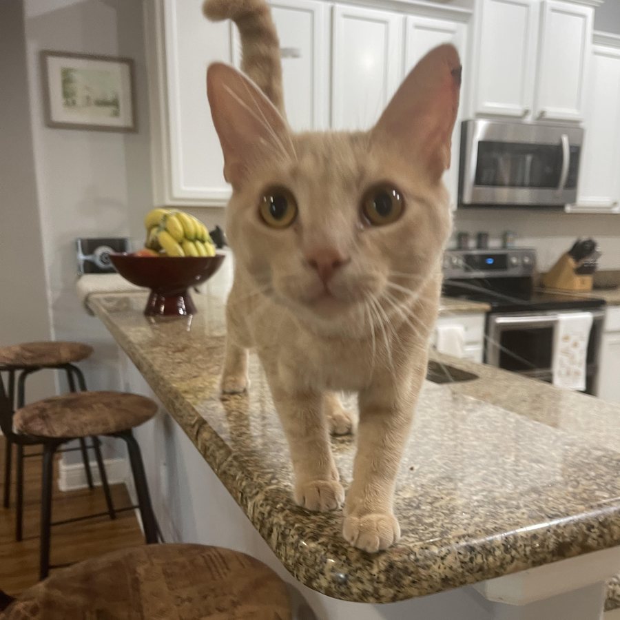 Max