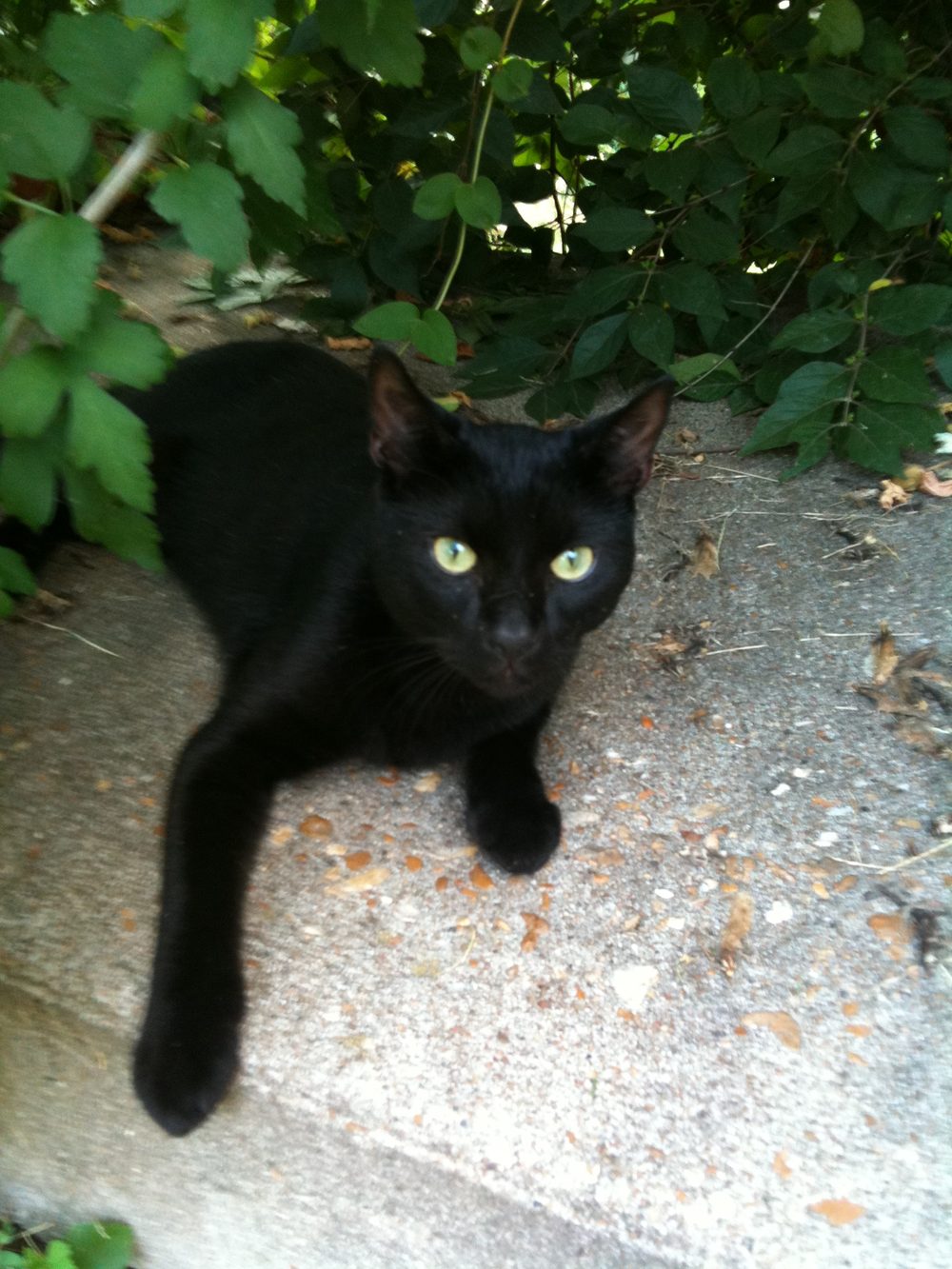 A young cat settling in on his first day at the sanctuary