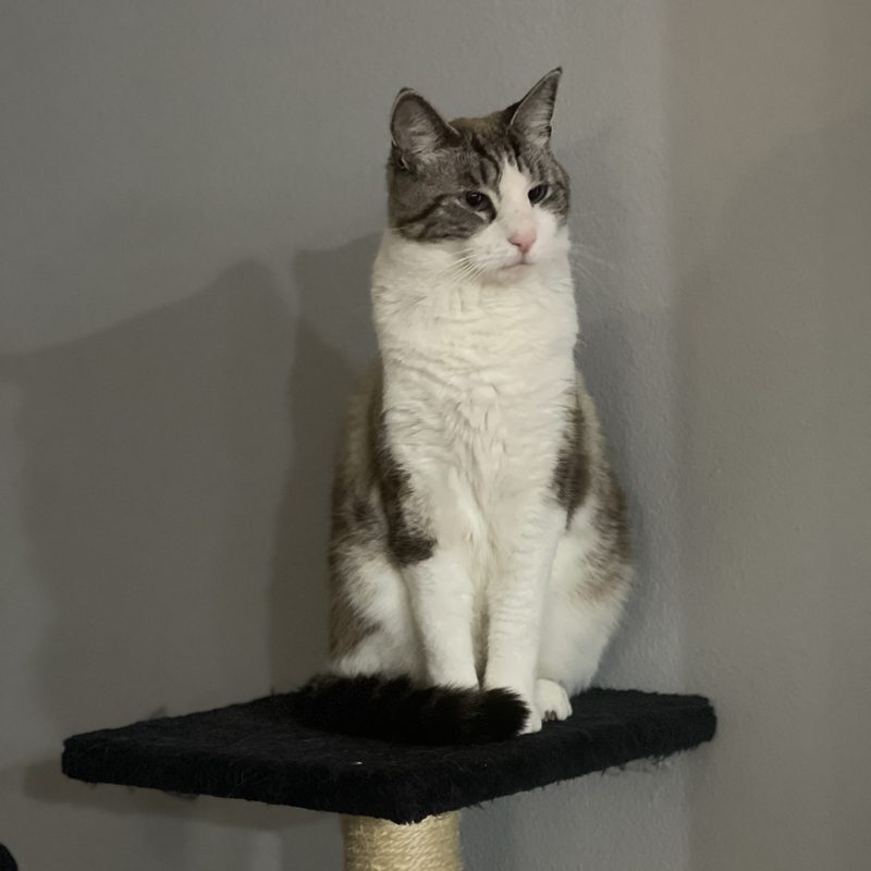 Suzi